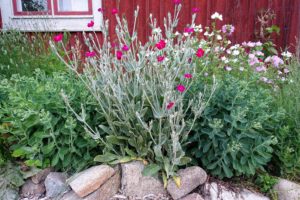 Massor av höga blommor bakom en kant av sten.