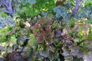 Vackra buckliga rödlätta blad.