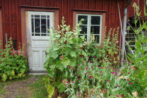 Ett uthus med vacker dörr omgärdat av stockrosor och andra sommarblommor.