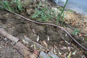 En vattenslang över täckodling i ett tunnelväxthus.