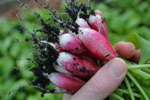 Ett knippe rosa och vita rädisor av sorten 18 dagar.