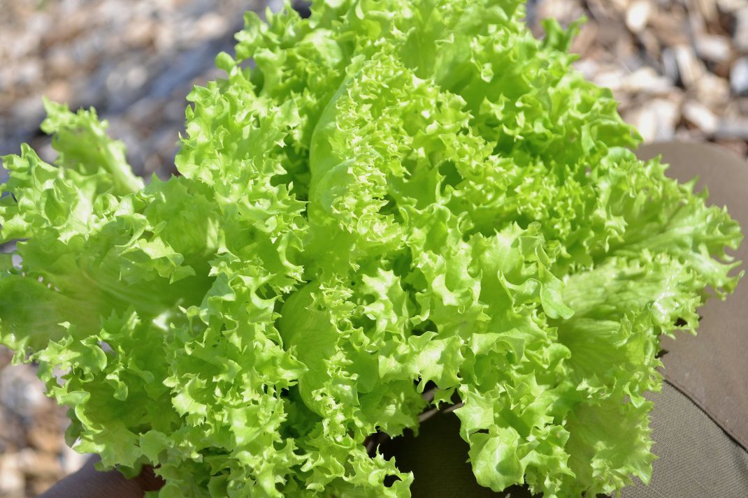 Krispig Lollo Bionda sallat.