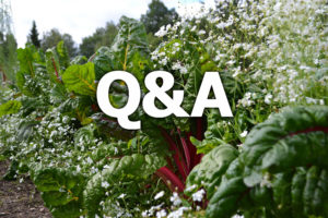 En vacker plantering med mangold och sommarslöja, samt texten Q&A på.