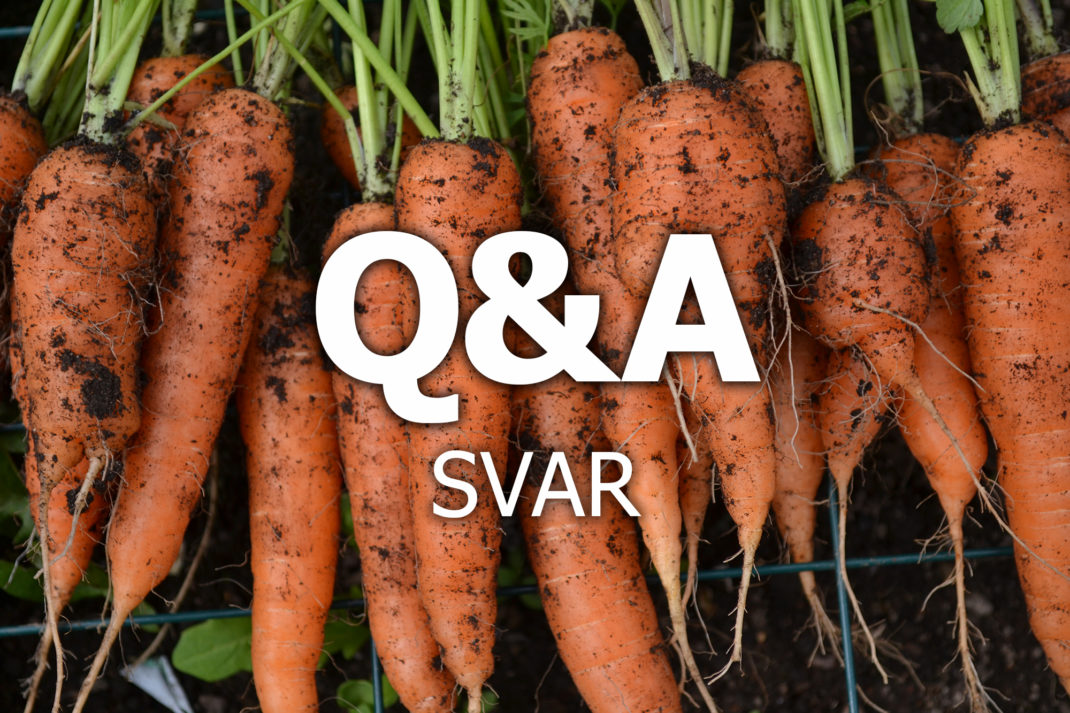 Jordiga morötter ligger på rad och över dem står texten Q&A svar.