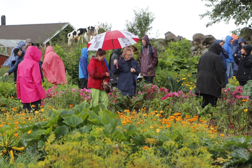 Fina besökare i Rinkaby Gårds köksträdgård.