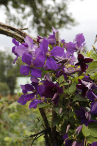 Vacker lila blomning på kaprifolen.