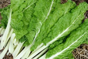 Gröna stora blad med vita mittnerver.