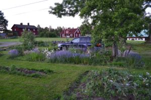 En mer ordnad trädgård med en rabatt med blåa blommor.