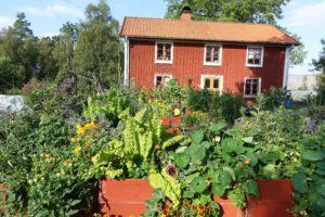 Trädgården i full sol.