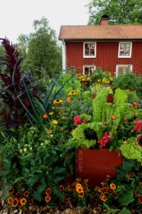 En köksträdgård där grönsaker och blommor varvats.