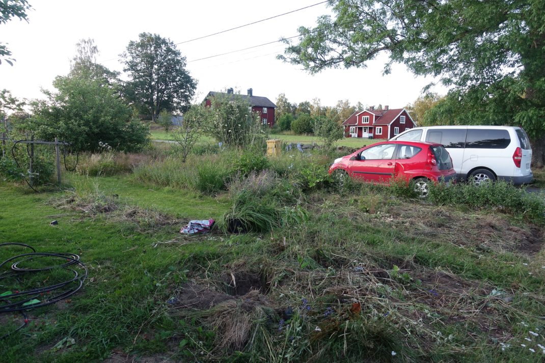 En igenvuxen del av en trädgård, med massa ogräs och två bilar som står i bakgrunden. 