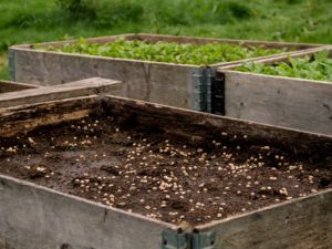 En pallkrage är sådd med ärtskott.