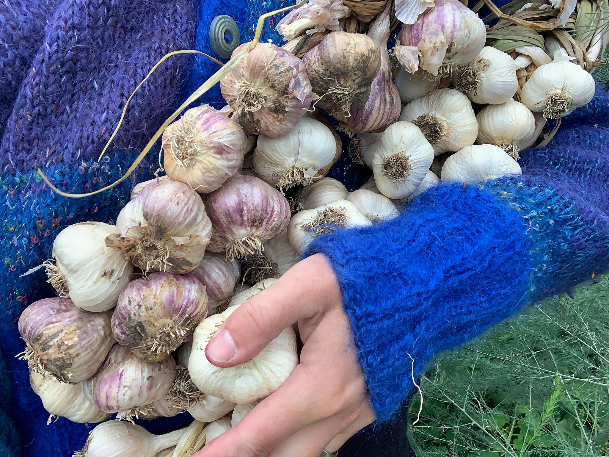 Saras arm i blå tröja håller några maffiga vitlöksflätor.