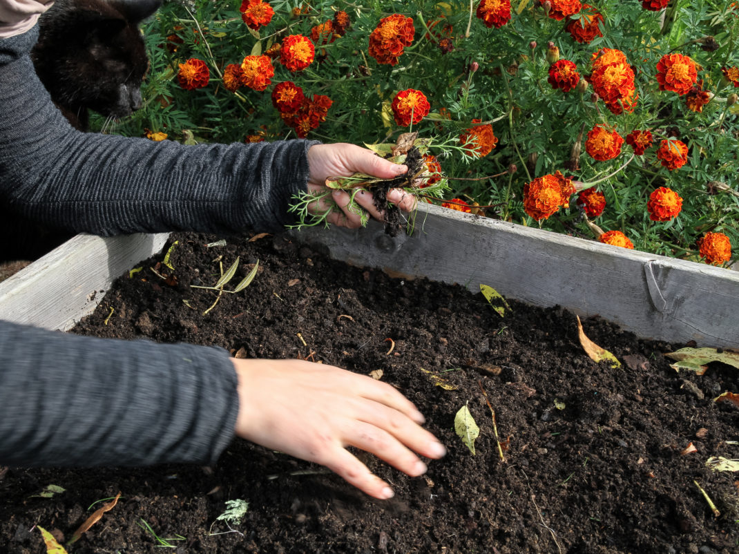 En rensas pallkrage bredvid knallorangea tagetes.