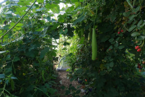 Inuti tunnelväxthuset är det frodigt och hänger björnbär och kalebass.