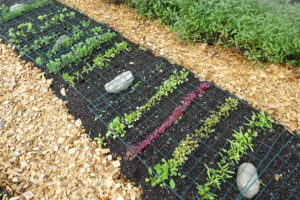 En bädd med små rader där det växer bladgrönt.