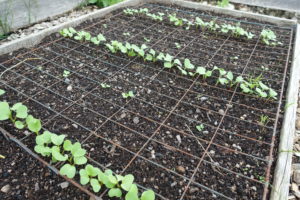 En bädd med små rader där det växer bladgrönt.