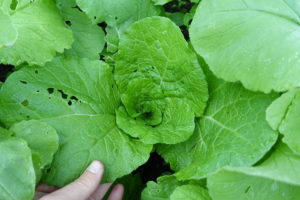 sarabackmo_soil_godsla