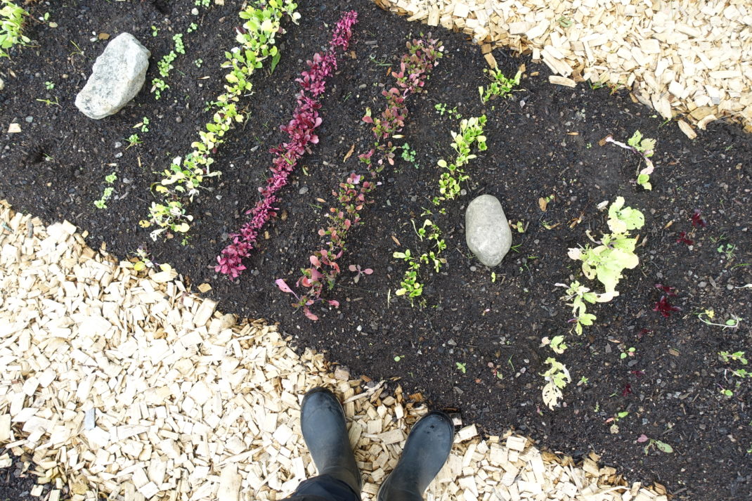 En bädd med små rader där det växer bladgrönt.