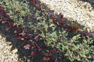 En bädd med små rader där det växer bladgrönt.