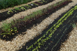 Några bäddar med små rader där det växer bladgrönt.