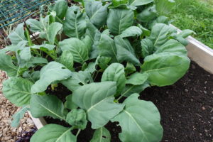 sarabackmo_soil_godsla