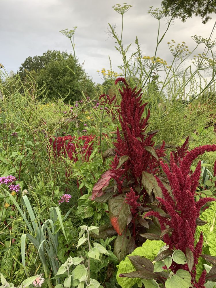 Höga växter som blommar i olika färger.