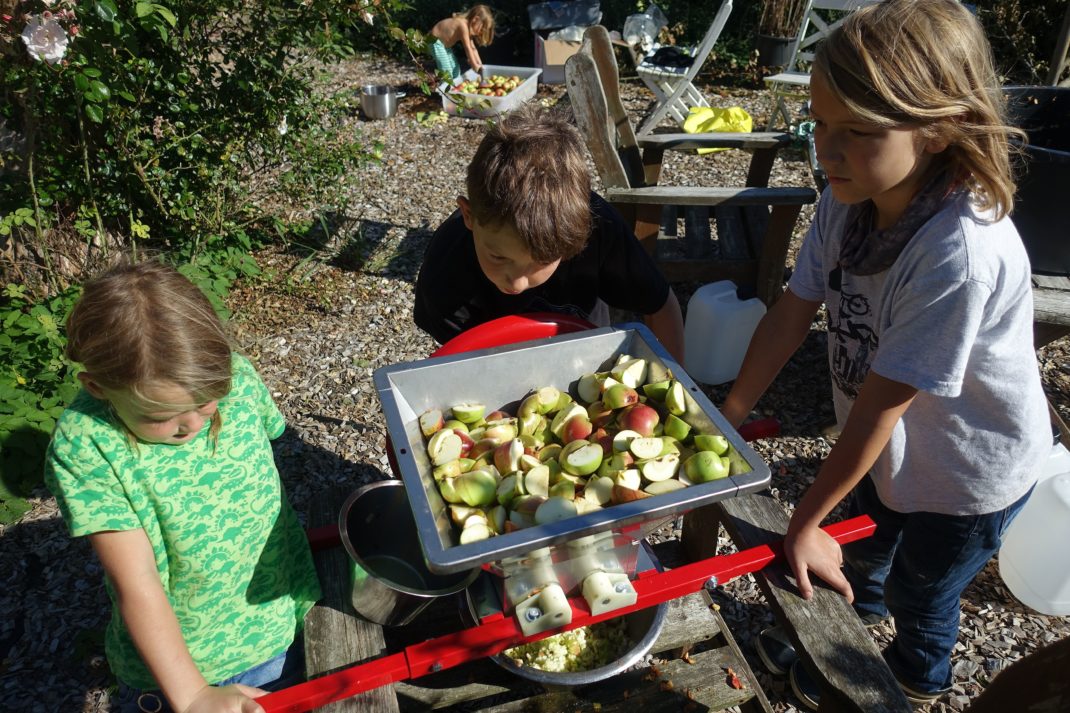 Barn krossar äpplen i en äppelkross. 