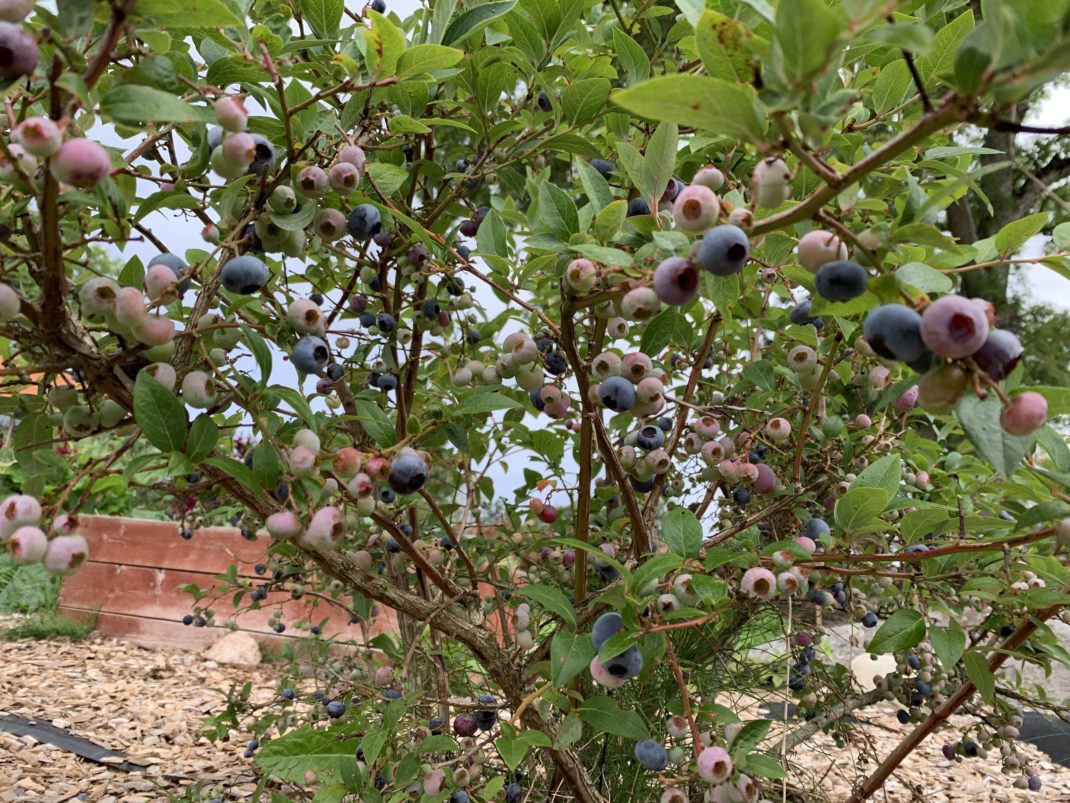 Närbild på blåbärsbuske