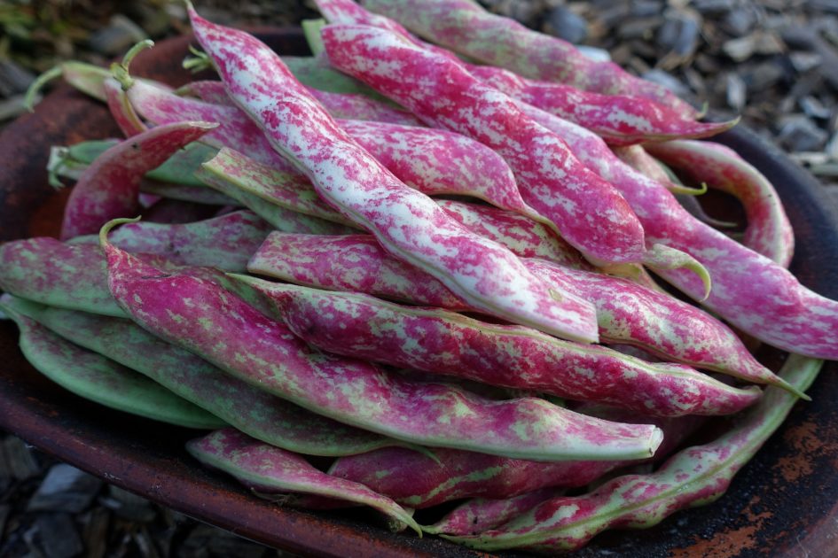 Growing borlotti beans in cold climates Sara's Kitchen Garden