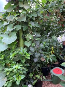 Stående bild på höga gröna växter i tunnelväxthus