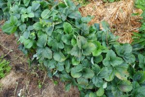 Bild som visar frodiga jordgubbsplantor i rad, sett från ovan.