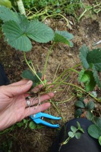 En hand håller ett litet skott från en jordgubbsplanta.