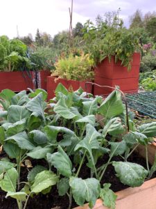 Närbild på gröna kålväxter i pallkrage.