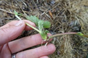 En hand håller en pytteliten reva från en jordgubbsplanta.