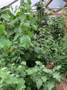 Höga gröna växter i tunnelväxthuset