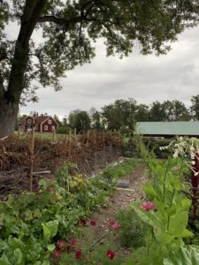 En odlingsbädd med ett staket av grenar bakom.