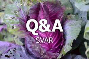 Rödkålshuvud med text Q&A svar