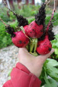 En handfull med nyskördade knallröda rädisor i Skillnadens trädgård