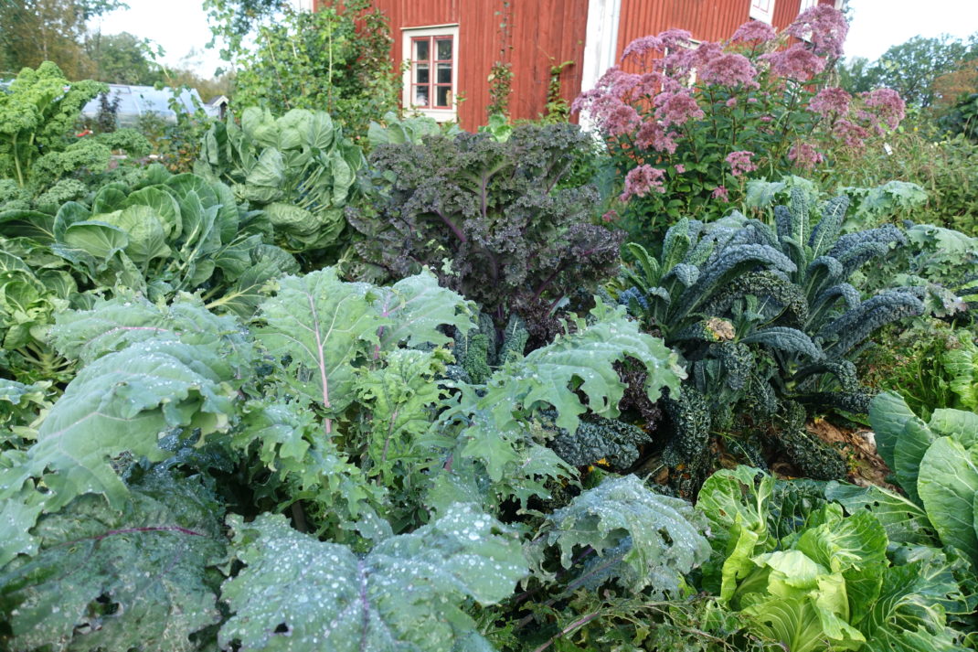 Skillnadens trädgård med vacker kålodling
