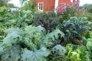 Skillnadens trädgård med vacker kålodling