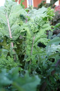 Vackert grönkålsblad av sorten Red Russian