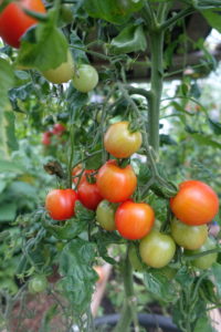 Mognande körsbärstomater på kvist