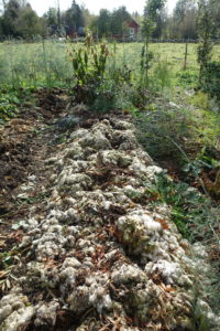 Odlingsbädd täckt med ett tjockt lager av fårull. Så småningom förmultnar ullen och blir till jord.