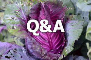 Vacker röd spetskål med texten Q&A över