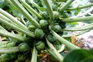 En sned stam av brysselkål som ligger över landet.