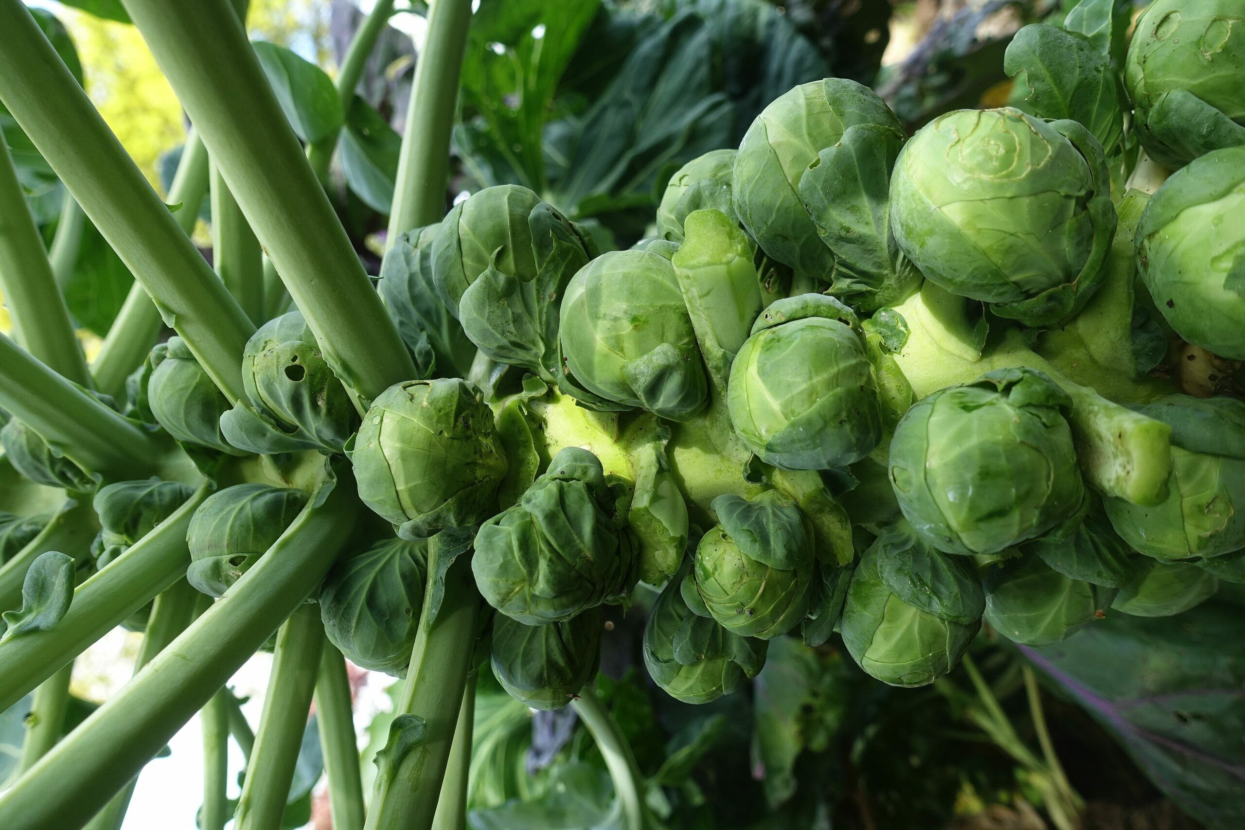 Närbild på stammen med täta huvuden av små brysselkål i grönt. 