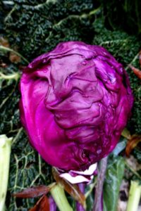 Stående bild med ett skinande purpurfärgat rödkålshuvud i mitten.