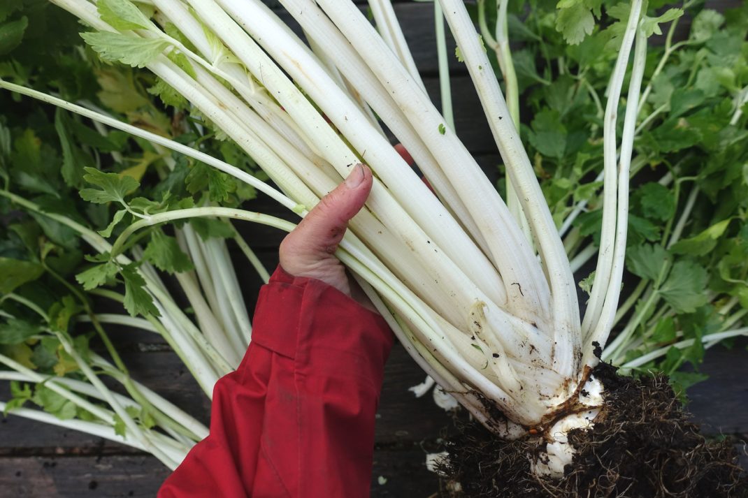Saras hand håller en del av plantan, med vita smala selleristjälkar. 