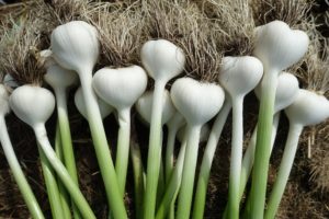 En bunt putsad vitlök som lyser vit.